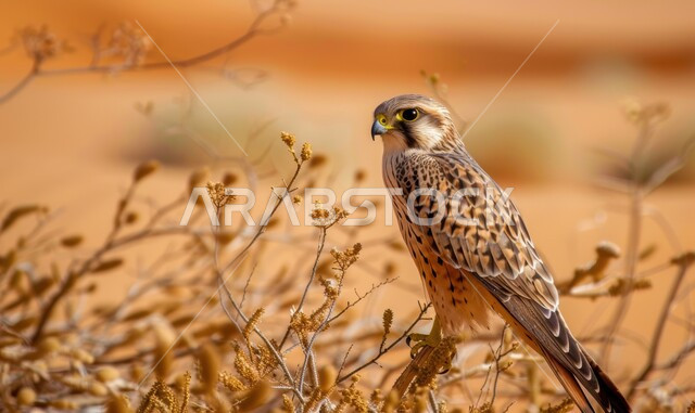 الفخر بالتراث السعودي العريق في تربية طائر الصقر، صورة مقربة لطائر الصقر يقف في إحدى المحميات الطبيعية، حدة البصر و رمز القوة والتحدي، تدريب وترويض الطيور الجارحة والمفترسة، إقامة نادي الصقور في موسم الصيد السنوي في المملكة العربية السعودية