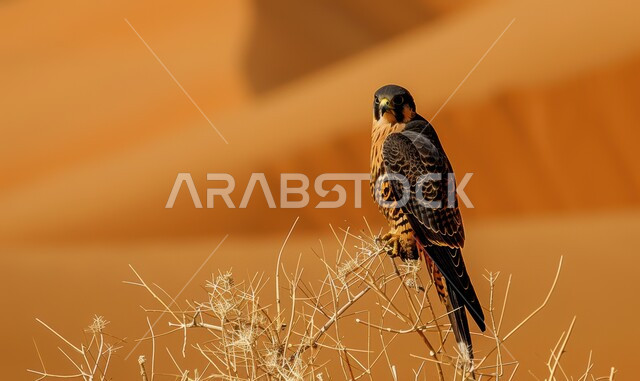 Pride in the rich Saudi heritage of falconry, a close-up of a falcon standing in a nature reserve, sharp eyesight and a symbol of strength and challenge, training and taming birds of prey and predators, the Falcon Club’s establishment during the annual hunting season in the Kingdom of Saudi Arabia