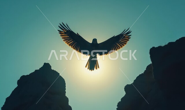 ترويض وتدريب الطيور الجارحة والمفترسة، إقامة نادي الصقور في موسم الصيد السنوي في المملكة العربية السعودية، الفخر بالتراث السعودي العريق، طائر الصقر يحلق في إحدى المحميات الطبيعيه، رمز القوة والتحدي وحدة البصر