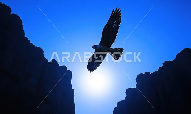 ترويض وتدريب الطيور الجارحة والمفترسة، إقامة نادي الصقور في موسم الصيد السنوي في المملكة العربية السعودية، الفخر بالتراث السعودي العريق، طائر الصقر يحلق في إحدى المحميات الطبيعيه، رمز القوة والتحدي وحدة البصر