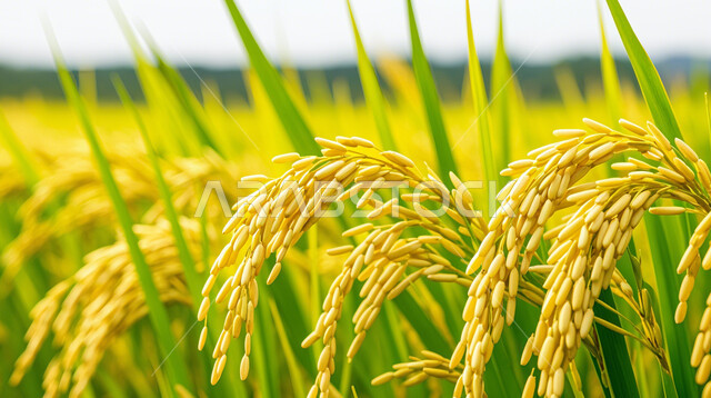 حقول ومزارع القمح، السنابل الذهبية اللامعة تحت أشعة الشمس، مجموعة من الأعشاب البرية التي تتمايل مع الرياح، المناظر الطبيعية في المملكة العربية السعودية، منتجات ومحاصيل وطنية محلية, الاعتماد على الانتاج المحلي والاكتفاء الذاتي