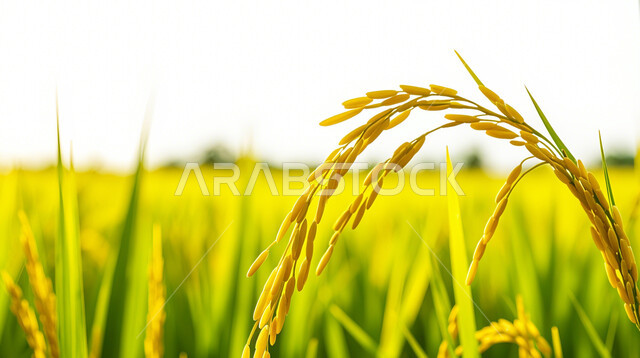 حقول ومزارع القمح، السنابل الذهبية اللامعة تحت أشعة الشمس، مجموعة من الأعشاب البرية التي تتمايل مع الرياح، المناظر الطبيعية في المملكة العربية السعودية، منتجات ومحاصيل وطنية محلية, الاعتماد على الانتاج المحلي والاكتفاء الذاتي