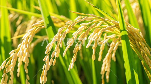 حقول ومزارع القمح، السنابل الذهبية اللامعة تحت أشعة الشمس، مجموعة من الأعشاب البرية التي تتمايل مع الرياح، المناظر الطبيعية في المملكة العربية السعودية، منتجات ومحاصيل وطنية محلية, الاعتماد على الانتاج المحلي والاكتفاء الذاتي