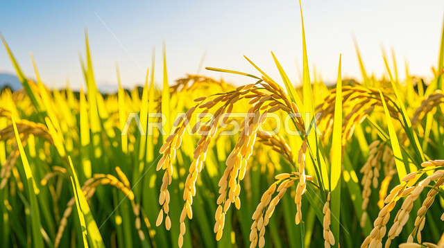حقول ومزارع القمح، السنابل الذهبية اللامعة تحت أشعة الشمس، مجموعة من الأعشاب البرية التي تتمايل مع الرياح، المناظر الطبيعية في المملكة العربية السعودية، منتجات ومحاصيل وطنية محلية, الاعتماد على الانتاج المحلي والاكتفاء الذاتي