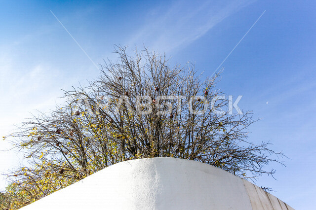 صورة لأشجار صحراوية تنبت على جبال الشفا في مدينة الطائف بالمملكة العربية السعودية ، جمال الطبيعة الخلابة في السعودية ، السياحة بالسعودية ، معالم أثرية سياحية