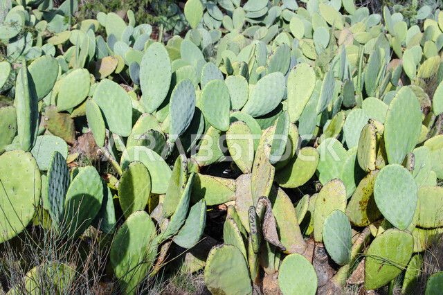 صورة مقربة لشجرة التين الشوكي في وادي وج في مدينة الطائف بالمملكة العربية السعودية ، أوراق التين الشوكي الخضراء ، شجرة التين الشوكي