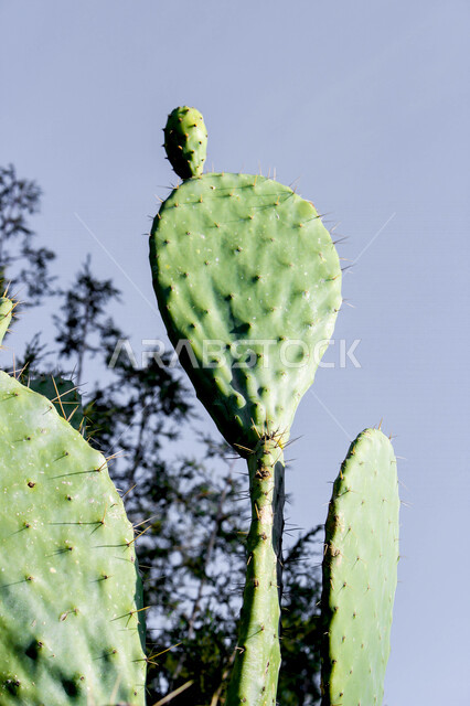 صورة مقربة لشجرة التين الشوكي في وادي وج في مدينة الطائف بالمملكة العربية السعودية ، أوراق التين الشوكي الخضراء ، شجرة التين الشوكي