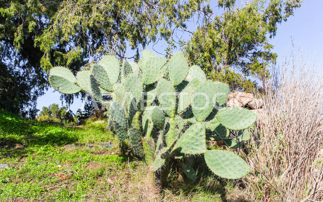 صورة مقربة لشجرة التين الشوكي في وادي وج في مدينة الطائف بالمملكة العربية السعودية ، أوراق التين الشوكي الخضراء ، شجرة التين الشوكي