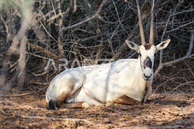 A picture of white Arabian Oryx with long straight horns and tail, Oryx, an antelope, wild animal