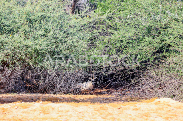 صورة لحيوانات المها العربية أبيض اللون ذات قرون طويلة مستقيمة وذيل ، حيوان المها من أحدى أنواع الظباء ، الحيوانات البرية