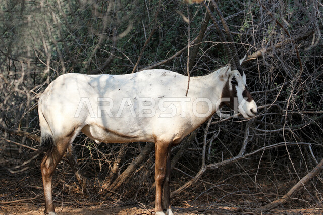 A picture of white Arabian Oryx with long straight horns and tail, Oryx, an antelope, wild animal