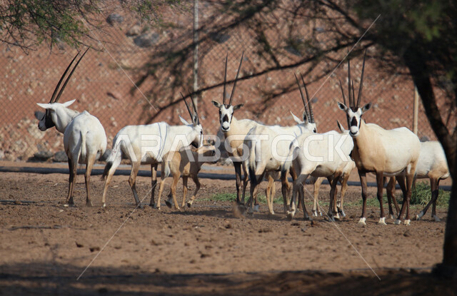 صورة لحيوانات المها العربية أبيض اللون ذات قرون طويلة مستقيمة وذيل ، حيوان المها من أحدى أنواع الظباء ، الحيوانات البرية