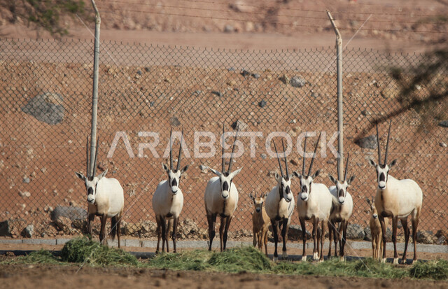 A picture of white Arabian Oryx with long straight horns and tail, Oryx, an antelope, wild animal