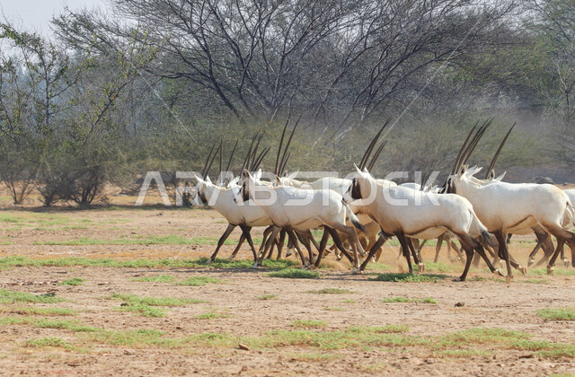 A picture of white Arabian Oryx with long straight horns and tail, Oryx, an antelope, wild animal