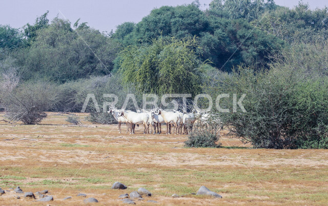 صورة لحيوانات المها العربية أبيض اللون ذات قرون طويلة مستقيمة وذيل ، حيوان المها من أحدى أنواع الظباء ، الحيوانات البرية