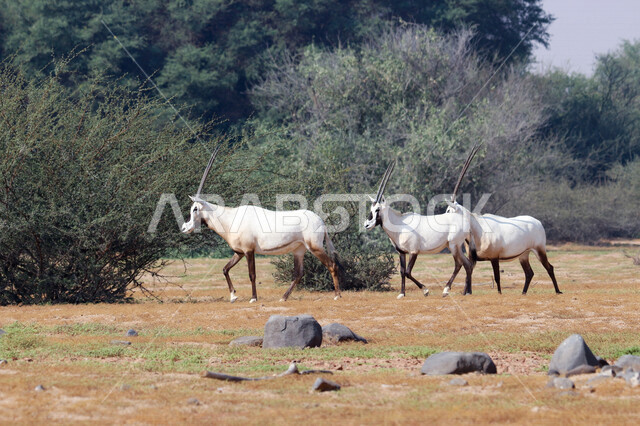 صورة لحيوانات المها العربية أبيض اللون ذات قرون طويلة مستقيمة وذيل ، حيوان المها من أحدى أنواع الظباء ، الحيوانات البرية