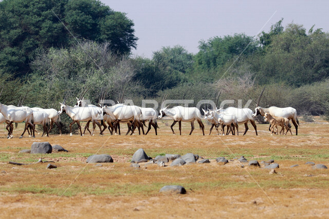 A picture of white Arabian Oryx with long straight horns and tail, Oryx, an antelope, wild animal