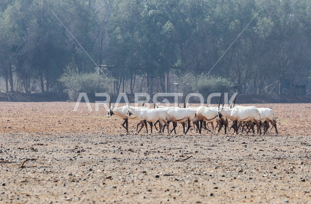 A picture of white Arabian Oryx with long straight horns and tail, Oryx, an antelope, wild animal