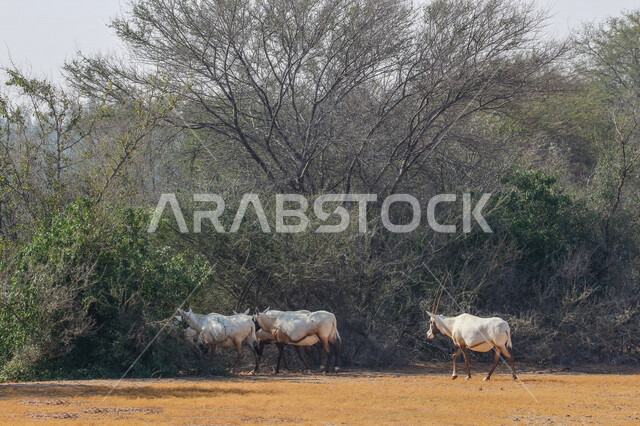 صورة لحيوانات المها العربية أبيض اللون ذات قرون طويلة مستقيمة وذيل ، حيوان المها من أحدى أنواع الظباء ، الحيوانات البرية