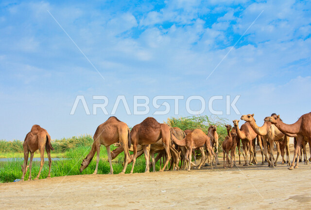 مجموعة من الجمال ( الإبل ) في محمية طبيعية في الوادي الأخضر في جدة ، تربية حيوان الجمل في المملكة ، جمال الطبيعة الصحراوية و الخلابة في السعودية 
