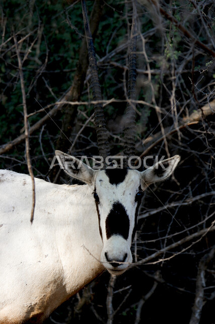 A picture of a white Arabian Oryx with long straight horns and a tail, Oryx, an antelope species, wild animals