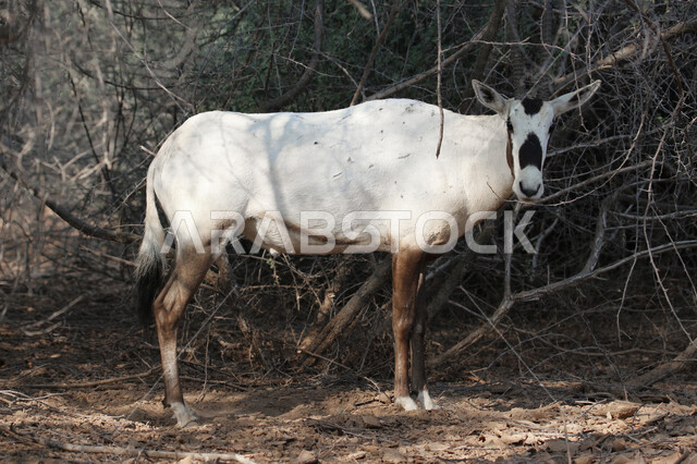 صورة لحيوان المها العربية أبيض اللون ذات قرون طويلة مستقيمة وذيل ، حيوان المها من أحدى أنواع الظباء ، الحيوانات البرية