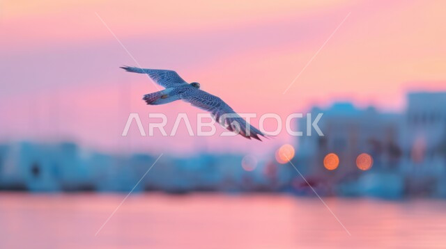 رمز القوة والتحدي وحدة البصر، تدريب وترويض طائر الصقر في إحدى المحميات الطبيعية في دول الخليج، الاعتزاز و الفخر بالتراث السعودي العريق في تربية الطيور الجارحة والمفترسة , إقامة نادي الصقور في المملكة العربية السعودية، تنظيم فعاليات موسم الصيد