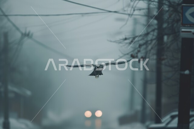 رمز القوة والتحدي وحدة البصر، تدريب وترويض طائر الصقر في إحدى المحميات الطبيعية في دول الخليج، الاعتزاز و الفخر بالتراث السعودي العريق في تربية الطيور الجارحة والمفترسة , إقامة نادي الصقور في المملكة العربية السعودية، تنظيم فعاليات موسم الصيد