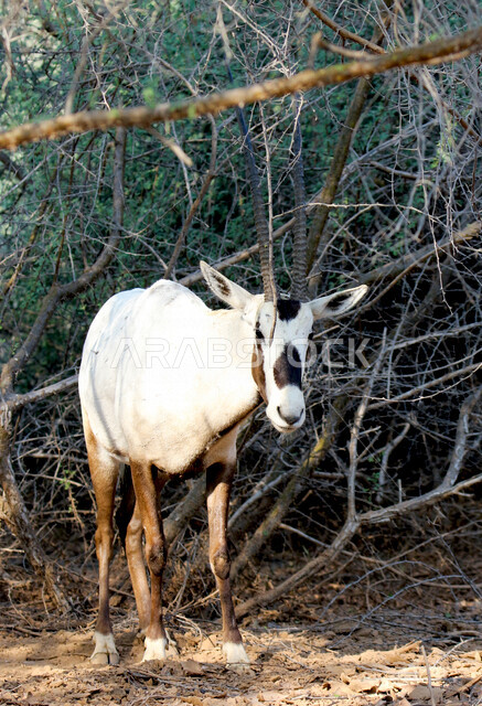 A picture of a white Arabian Oryx with long straight horns and a tail, Oryx, an antelope species, wild animals