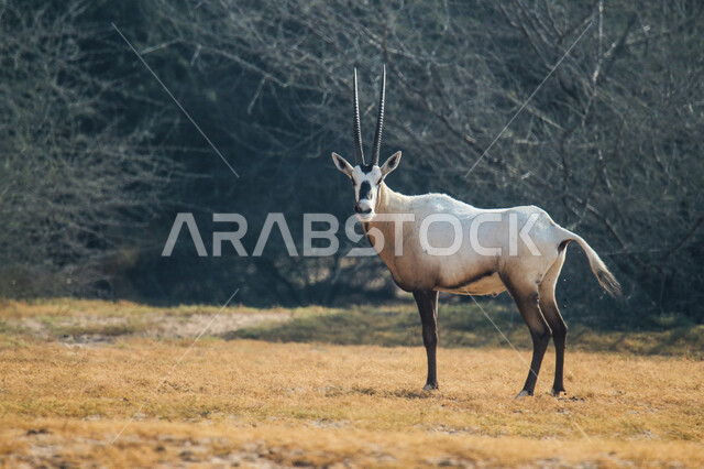 A picture of a white Arabian Oryx with long straight horns and a tail, Oryx, an antelope species, wild animals
