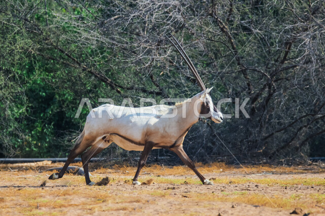 صورة لحيوان المها العربية أبيض اللون ذات قرون طويلة مستقيمة وذيل ، حيوان المها من أحدى أنواع الظباء ، الحيوانات البرية