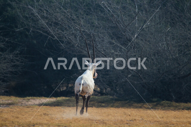 A picture of a white Arabian Oryx with long straight horns and a tail, Oryx, an antelope species, wild animals