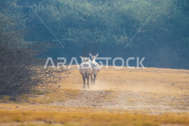 صورة لحيوان المها العربية أبيض اللون ذات قرون طويلة مستقيمة وذيل ، حيوان المها من أحدى أنواع الظباء ، الحيوانات البرية