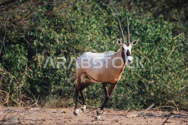 A picture of a white Arabian Oryx with long straight horns and a tail, Oryx, an antelope species, wild animals