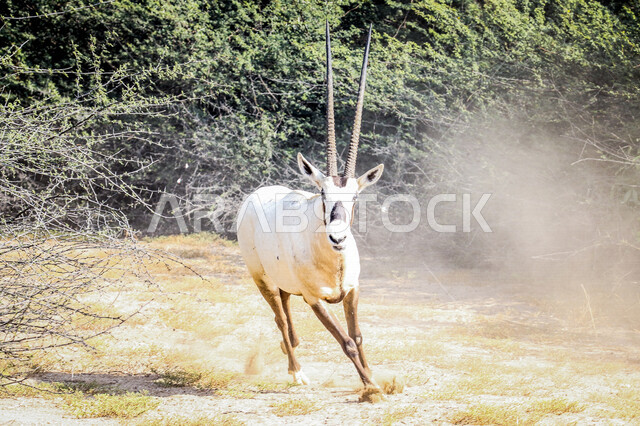 صورة لحيوان المها العربية أبيض اللون ذات قرون طويلة مستقيمة وذيل ، حيوان المها من أحدى أنواع الظباء ، الحيوانات البرية