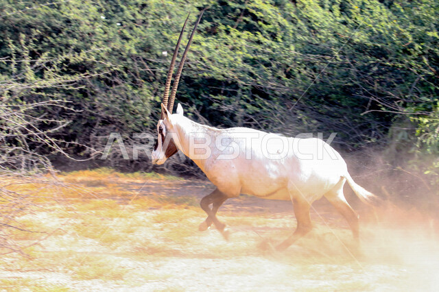 A picture of a white Arabian Oryx with long straight horns and a tail, Oryx, an antelope species, wild animals