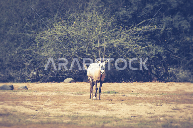 صورة لحيوان المها العربية أبيض اللون ذات قرون طويلة مستقيمة وذيل ، حيوان المها من أحدى أنواع الظباء ، الحيوانات البرية
