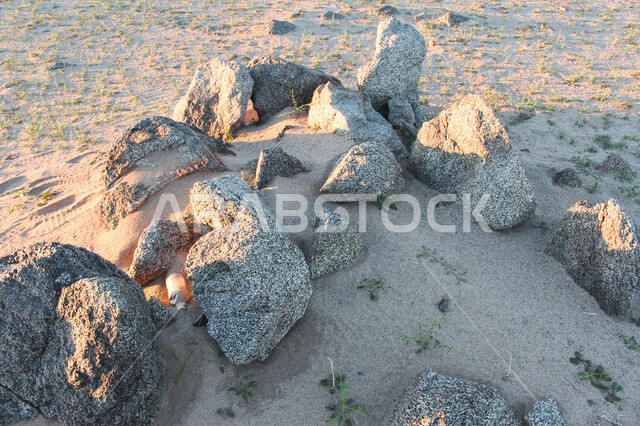 الطبيعة في السعودية ، الكثبان الرملية ، صحاري السعودية ، صخور على رمال شاطئ البحر