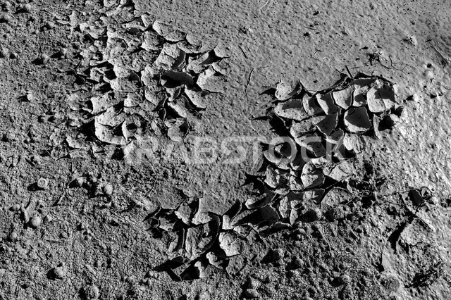 الطبيعة في السعودية ، الكثبان الرملية  ، الصدف على رمال شاطئ البحر