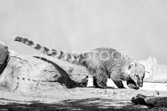 A picture of the meerkat, which is called meerkat, one of the animals that live in the desert and belongs to the samurai family, with a black fur ring around the eyes, and black ears surrounded by fur, wild animals in Saudi Arabia
