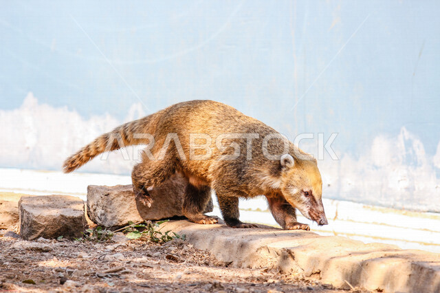 صورة لحيوان السرقاط و يطلق عليه اسم ميركات من الحيوانات التي تعيش في الصحراء و يتبع لفصيلة السموريات ، ذو حلقة سوداء حول العينين من الفرو ، و أذنين سوداوتان محاطة بالفرو ، حيوانات برية في السعودية