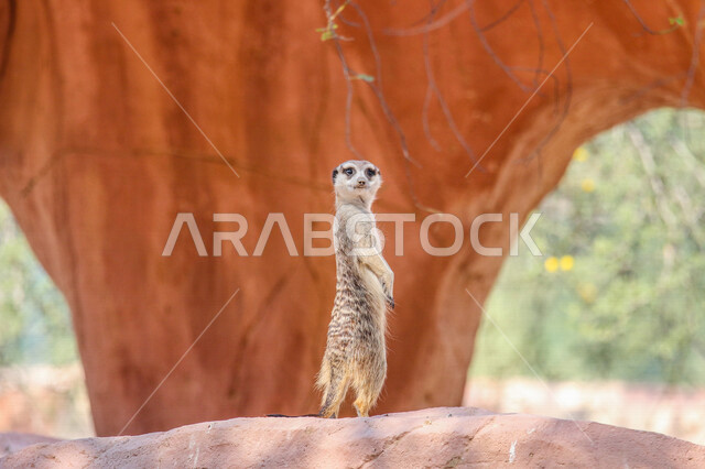 A picture of the meerkat, which is called meerkat, one of the animals that live in the desert and belongs to the samurai family, with a black fur ring around the eyes, and black ears surrounded by fur, wild animals in Saudi Arabia
