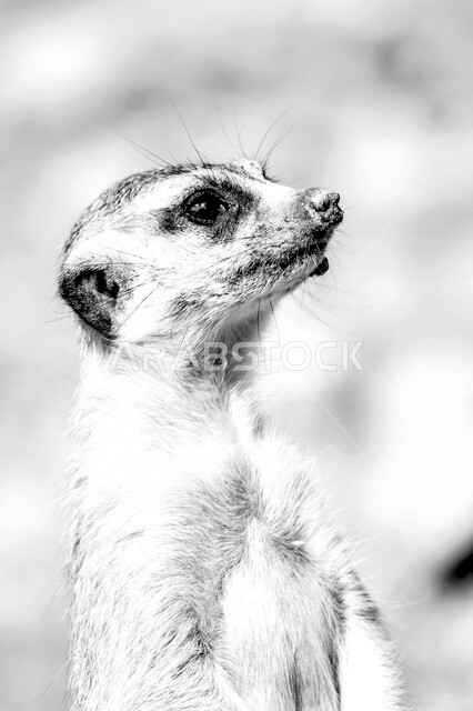 A close-up of the meerkat, which is called meerkat, one of the animals that live in the desert and belongs to the samurai family, with a black fur ring around the eyes, and black ears surrounded by fur, wild animals in Saudi Arabia