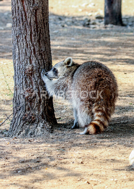 صورة من الخلف لحيوان السرقاط و يطلق عليه اسم ميركات من الحيوانات التي تعيش في الصحراء و يتبع لفصيلة السموريات ، ذو حلقة سوداء حول العينين من الفرو ، و أذنين سوداوتان محاطة بالفرو ، حيوانات برية في السعودية