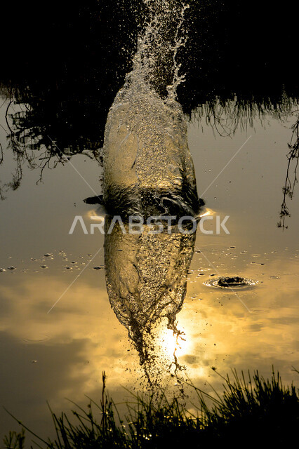 إنعكاس شروق وغروب الشمس الذهبي على سطح مياه البحر بالمملكة العربية السعودية ، دفقة ماء مع خلفية غروب وشروق الشمس ، الطبيعة الخلابة بالسعودية 