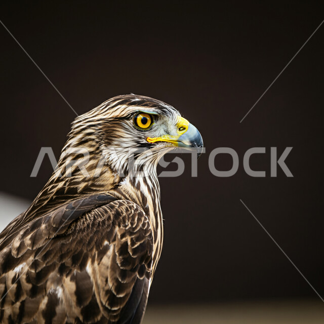 Taming and training birds of prey and predators, Falcon Club establishment in the annual hunting season in the Kingdom of Saudi Arabia, symbol of strength, challenge and sharp eyesight, close-up portrait of a falcon from the side, pride in the ancient Saudi heritage, black background