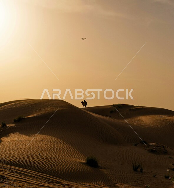 تشكلات الرمال الذهبية في الخليج العربي, تربية الإبل في المحميات الطبيعية بالمناطق الصحراوية, نوق أصيلة تتنقل على الكثبان الرملية في صحاري المملكة العربية السعودية, جمل عربي اصيل يسير في الصحراء