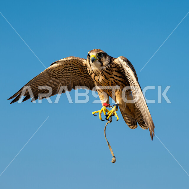 رمز القوة والتحدي وحدة البصر، طائر الصقر يحلق في إحدى المحميات الطبيعية، إقامة نادي الصقور في موسم الصيد السنوي في المملكة العربية السعودية، الفخر بالتراث السعودي العريق في تدريب وترويض الطيور الجارحة والمفترسة