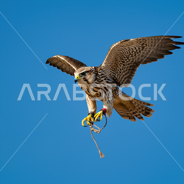 رمز القوة والتحدي وحدة البصر، طائر الصقر يحلق في إحدى المحميات الطبيعية، إقامة نادي الصقور في موسم الصيد السنوي في المملكة العربية السعودية، الفخر بالتراث السعودي العريق في تدريب وترويض الطيور الجارحة والمفترسة