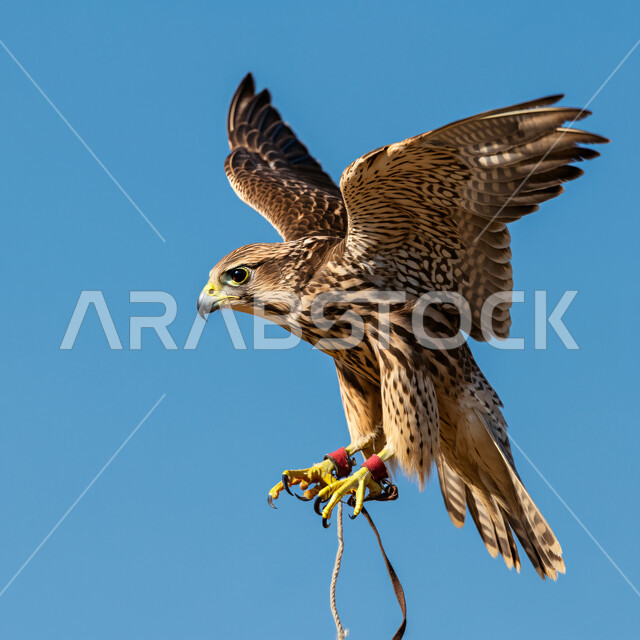 الفخر بالتراث السعودي العريق في تدريب وترويض الطيور الجارحة والمفترسة، رمز القوة والتحدي وحدة البصر، طائر الصقر يحلق في إحدى المحميات الطبيعية، إقامة نادي الصقور في موسم الصيد السنوي في المملكة العربية السعودية